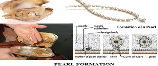 Pearl Formation
