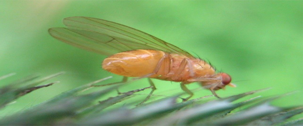 EFFECTS OF ENVIRONMENTAL TEMPERATURE ON FRUIT FLIES
