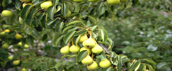 Effect of pre-harvest foliar spray of calcium and potassium on fruit quality of Pear cv. Pathernakh