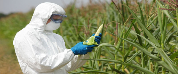 Genetically Modified (GM) Crops