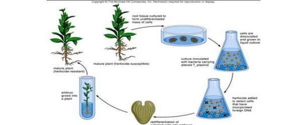 METHODS OF MICROPROPAGATION