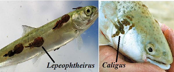 PARASITIC LEECHES AND COPEPODS ON FISH