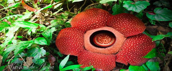 Rafflesia arnoldii (corpse flower) -The World’s Largest Bloom