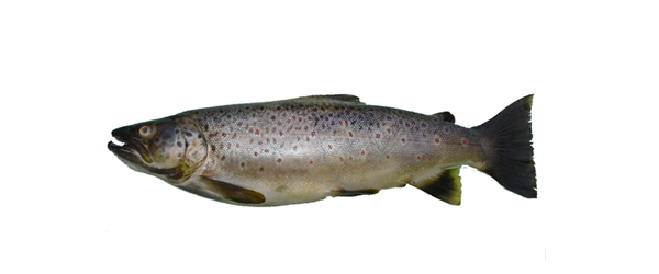 TROUT FISHERY AND ITS MANAGEMENT IN HIGH ALTITUDES HIMALAYA