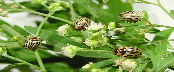 Zygogramma bicolorata Pallister Feature beetle for biological suppression of Parthenium hysterophorus