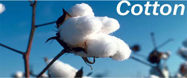 Cotton variety which needs only 100 days to mature