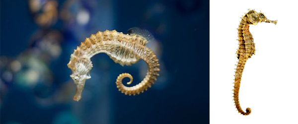 Seahorse Fathers Take Reins in Childbirth
