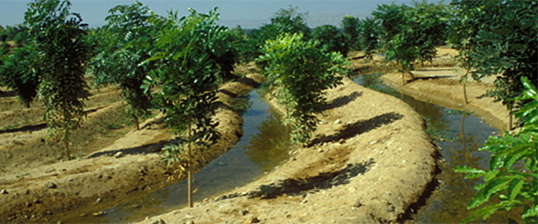 Ecosystem Services of Agroforestry