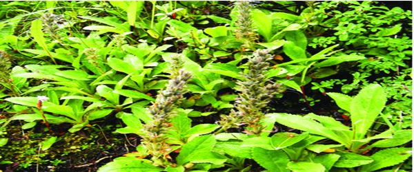 Picrorhiza kurrooa - An important endangered herb of Himalayas