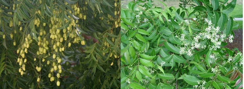Neem – A miracle Tree