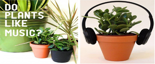 MUSIC AND PLANTS- Do Plants like Music