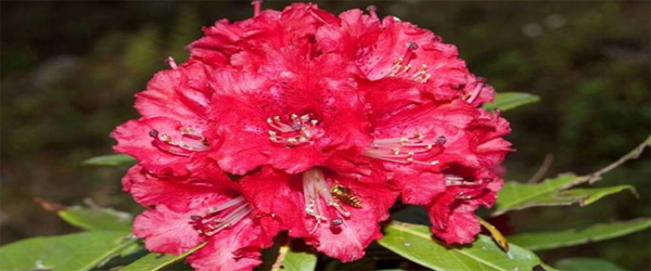 Health benefits of Burans: Rhododendron arboreum