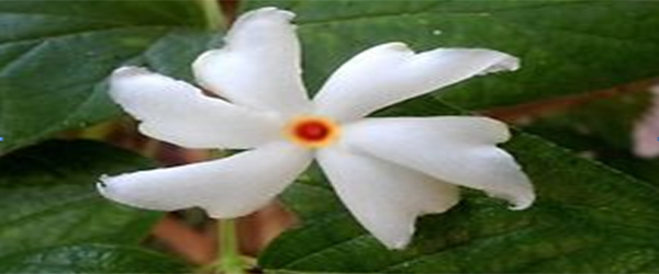 Nyctanthus arbor-tristis-A Devine Medicinal tree