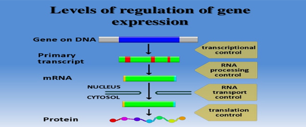 Regulation of gene expression in developmental process
