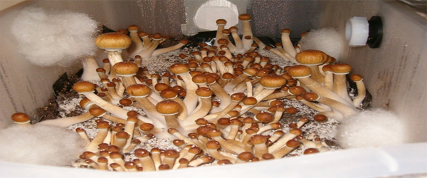 Mushrooms Hydroponic