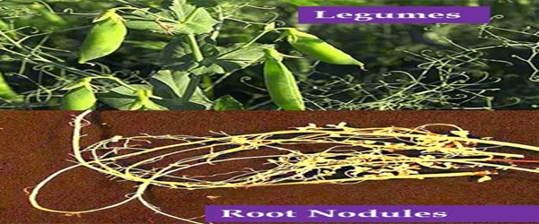 Legumes- Importance In Crop Rotation